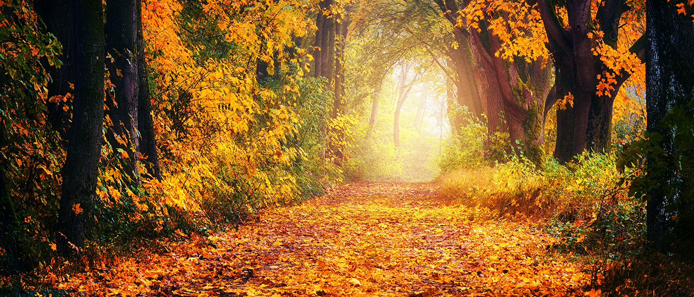 images free zoom backgrounds images free zoom backgrounds