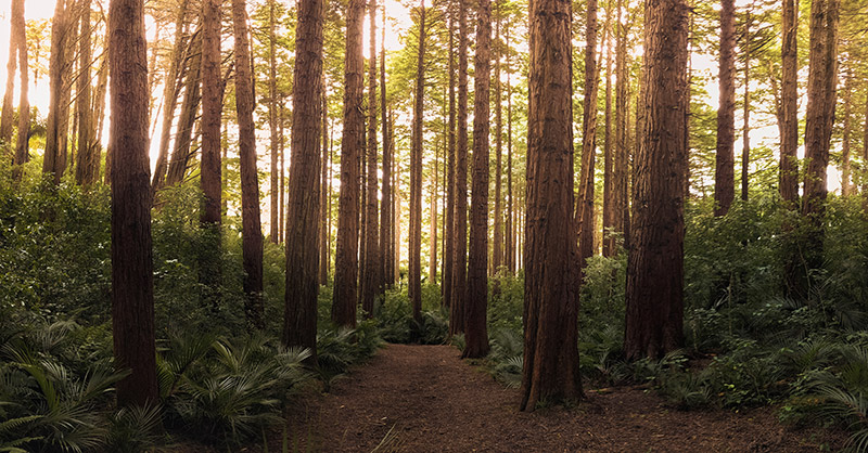 Free Zoom Backgrounds - Nature