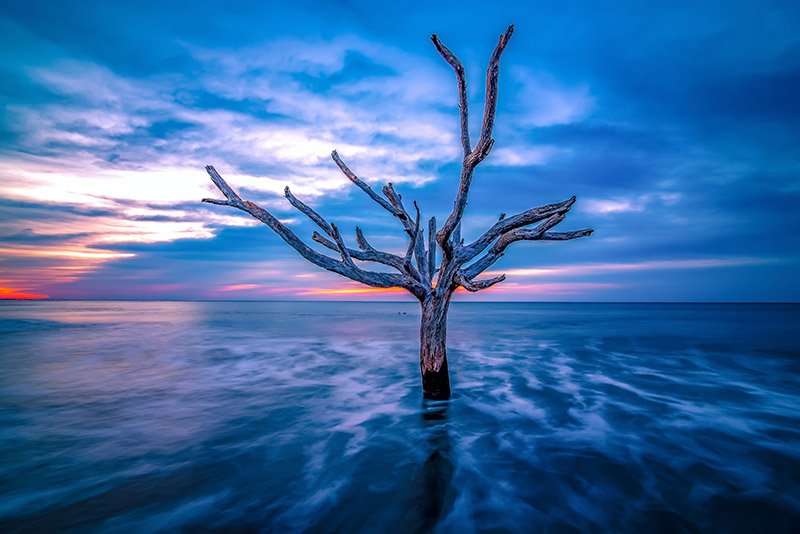 Tree Surrounded by Water