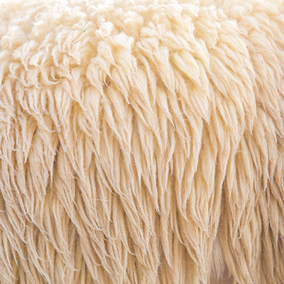 Closeup of Sheep's Wool